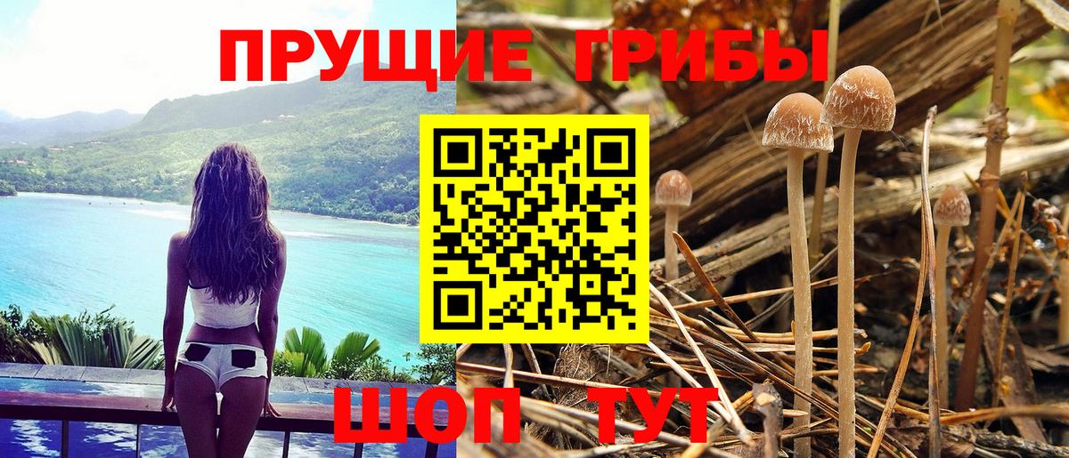 Волжск  Галлюциногенные грибы Psilocybine cubensis  Вход с VPN 